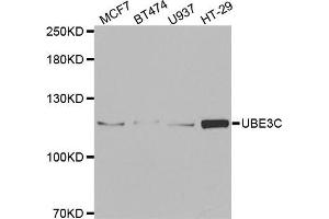 Western blot analysis of extracts of various cell lines, using UBE3C antibody (ABIN5973842) at 1/1000 dilution. (UBE3C antibody)