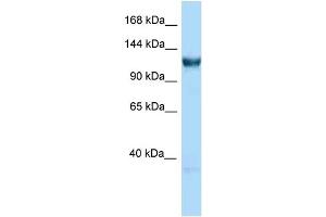 WB Suggested Anti-Gtf3c3 Antibody Titration: 1. (GTF3C3 antibody  (C-Term))