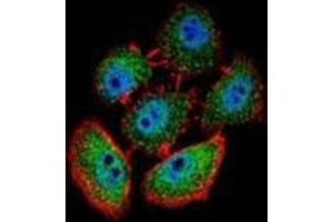 Confocal immunofluorescent analysis of SPECC1 Antibody (Center) Cat.