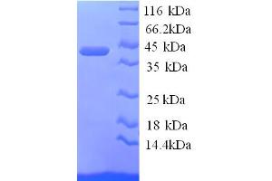 SDS-PAGE (SDS) image for Annexin A1 (ANXA1) (AA 2-346) protein (His tag) (ABIN5713226)