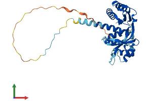 AlphaFold protein structure predicition of Mouse Recombinant Taco1 Protein, UniprotID Q8K0Z7