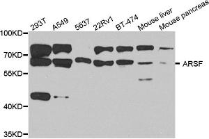 Western blot analysis of extracts of various cell lines, using ARSF antibody (ABIN5974484) at 1/1000 dilution. (ARSF antibody)