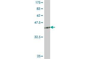 ADH1A antibody  (AA 298-375)