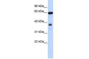 WB Suggested Anti-RCC2 Antibody Titration: 0. (RCC2 antibody  (Middle Region))