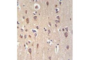 Immunohistochemistry analysis in formalin fixed and paraffin embedded brain tissue reacted with GRPR Antibody (Center) followed by peroxidase conjugation of the secondary antibody and DAB staining. (GRPR antibody  (Middle Region))