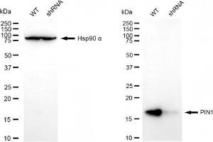 Western blotting analysis using PIN1 antibody (ABIN7799762). (PIN1 antibody)