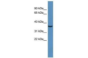 LOC100364462 antibody used at 0. (DNASE1L2 antibody  (Middle Region))