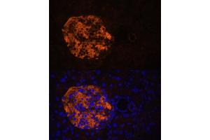 Immunofluorescence analysis of mouse pancreas using PNLIPRP2 antibody (ABIN6130643, ABIN6145842, ABIN6145843 and ABIN6216695) at dilution of 1:100. (PNLIPRP2 antibody  (AA 301-470))