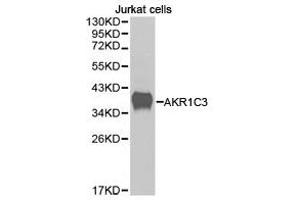 Western Blotting (WB) image for anti-Aldo-Keto Reductase Family 1, Member C3 (3-alpha Hydroxysteroid Dehydrogenase, Type II) (AKR1C3) antibody (ABIN1870905) (AKR1C3 antibody)