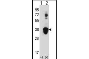 Western blot analysis of U2AF1 (arrow) using rabbit polyclonal U2AF1 Antibody (Center S70) (ABIN389304 and ABIN2839424).