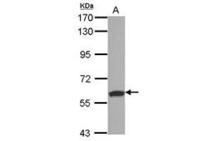 Image no. 1 for anti-Ring Finger and SPRY Domain Containing 1 (RSPRY1) (AA 42-356) antibody (ABIN1500770) (RSPRY1 antibody  (AA 42-356))