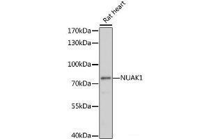 Western blot analysis of extracts of Rat heart using NUAK1 Polyclonal Antibody at dilution of 1:1000.