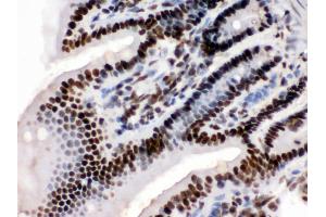 Anti-KAP1 Picoband antibody, IHC(P) IHC(P): Mouse Intestine Tissue (KAP1 antibody  (AA 699-835))