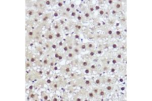 Immunohistochemistry (IHC) image for anti-WW Domain Binding Protein 11 (WBP11) (AA 1-140) antibody (ABIN7271390)