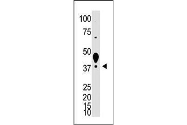 LYVE1 antibody  (N-Term)