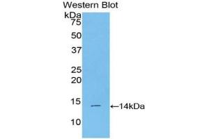 Western blot analysis of the recombinant protein. (BMP2 antibody  (AA 281-394))