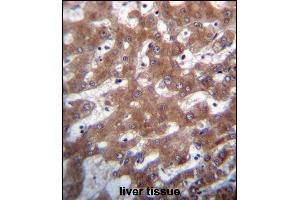 TRUB1 Antibody (Center) (ABIN656716 and ABIN2845945) immunohistochemistry analysis in formalin fixed and paraffin embedded human liver tissue followed by peroxidase conjugation of the secondary antibody and DAB staining. (TRUB1 antibody  (AA 152-180))