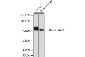 Western blot analysis of extracts of various cell lines, using PI+PI Rabbit mAb (ABIN7266879) at 1:1000 dilution. (E3 SUMO-Protein Ligase PIAS3 (LOC101740849) antibody)