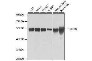 Western blot analysis of extracts of various cell lines, using TUBB8 antibody. (Tubulin, beta 8 antibody)