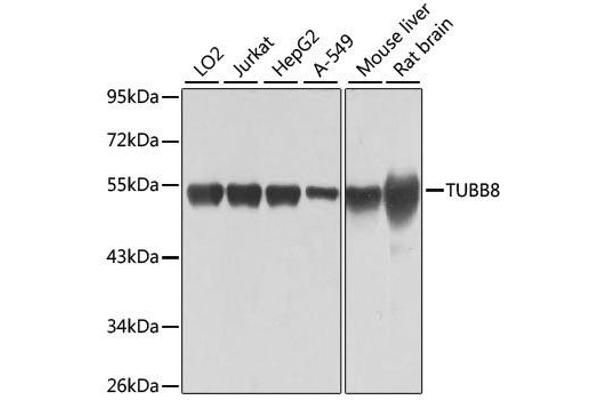 Tubulin, beta 8 anticorps