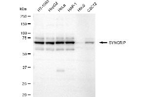 Western blotting analysis using SYNCRIP antibody (ABIN7800489).