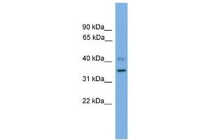 WB Suggested Anti-SLC25A48 Antibody Titration: 0.
