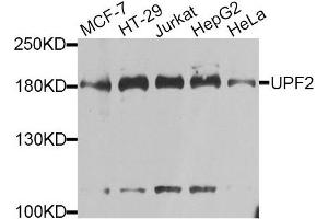 Western blot analysis of extracts of various cell lines, using UPF2 antibody. (RENT2/UPF2 antibody)