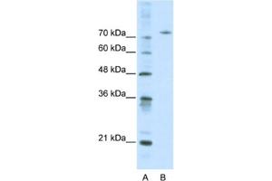 Western Blotting (WB) image for anti-Afamin (AFM) antibody (ABIN2460811) (Afamin antibody)
