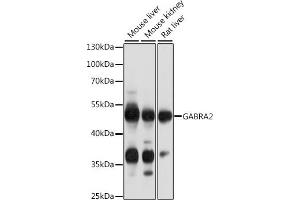 Western blot analysis of extracts of various cell lines, using G antibody (ABIN6134683, ABIN6140901, ABIN6140902 and ABIN6218464) at 1:1000 dilution. (GABRA2 antibody  (AA 300-400))