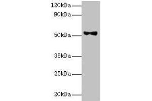 Western blot All lanes: Patatin-like phospholipase domain-containing protein 3 antibody at 8 μg/mL + HepG2 whole cell lysate Secondary Goat polyclonal to rabbit IgG at 1/10000 dilution Predicted band size: 53 kDa Observed band size: 53 kDa (PNPLA3 antibody  (AA 377-481))