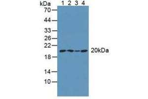 Figure. (ARPC4 antibody  (AA 3-165))