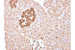 Formalin-fixed, paraffin-embedded human pancreas stained with Ferritin, Heavy Chain Mouse Monoclonal Antibody (FTH/2081). (FTH1 antibody  (AA 58-180))
