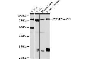 Western blot analysis of extracts of various cell lines, using W/W/W Rabbit mAb (ABIN7271346) at 1:1000 dilution. (WASF2 antibody)