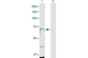 Western Blot analysis of ANKRD17 expression in transfected 293T cell line by ANKRD17 MaxPab polyclonal antibody. (ANKRD17 antibody  (AA 1-751))