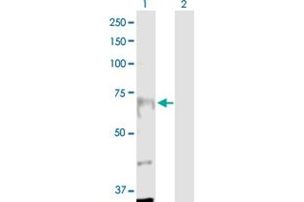 ANKRD17 anticorps  (AA 1-751)