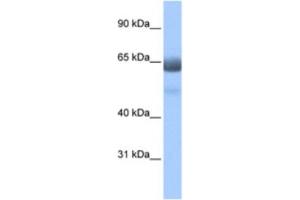 Western Blotting (WB) image for anti-Regulatory Factor X 4 (RFX4) antibody (ABIN2461948) (RFX4 antibody)