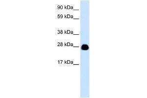WB Suggested Anti-YWHAH Antibody Titration:  0. (14-3-3 eta antibody  (N-Term))