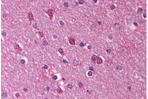Human Brain, Cortex, White Matter (formalin-fixed, paraffin-embedded) stained with HTR1A antibody ABIN214777 at 2. (Serotonin Receptor 1A antibody  (N-Term))