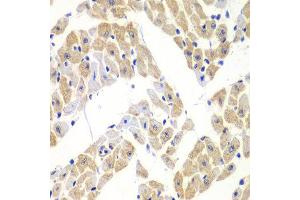 Immunohistochemistry of paraffin-embedded mouse heart using ELF3 antibody at dilution of 1:100 (x40 lens). (ELF3 antibody)