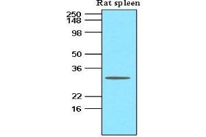 Western Blotting (WB) image for anti-Tumor Necrosis Factor (Ligand) Superfamily, Member 13b (TNFSF13B) (AA 134-285) antibody (ABIN263920) (BAFF antibody  (AA 134-285))