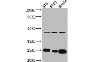 Western Blot Positive WB detected in: NIH/3T3 whole cell lysate, K562 whole cell lysate, Mouse Brain whole cell lysate All lanes: CDC42 antibody at 1:1000 Secondary Goat polyclonal to rabbit IgG at 1/50000 dilution Predicted band size: 22, 22 kDa Observed band size: 24 kDa (Recombinant CDC42 antibody)