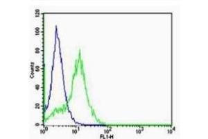 HeLa cells probed with Rabbit Anti-VEGFR2 Polyclonal Antibody (ABIN2180045) at 1:100 for 60 minutes at room temperature followed by Goat Anti-Rabbit IgG (H+L) Alexa Fluor 488 Conjugated Secondary. (VEGFR2/CD309 antibody  (AA 101-200))