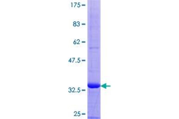 SCGB2A1 Protein (AA 1-95) (GST tag)
