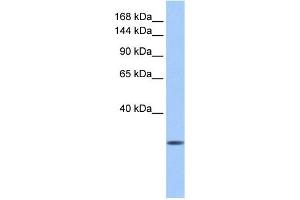 Calmin antibody used at 1 ug/ml to detect target protein. (CLMN antibody)