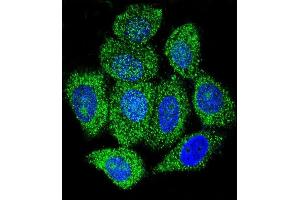 Confocal immunofluorescent analysis of IDH1 Antibody (C-term) (ABIN657472 and ABIN2846500) with Hela cell followed by Alexa Fluor 488-conjugated goat anti-rabbit lgG (green). (IMPDH1 antibody  (C-Term))