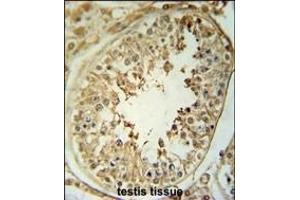 CPNE8 Antibody (N-term) (ABIN651529 and ABIN2840280) immunohistochemistry analysis in formalin fixed and paraffin embedded human testis tissue followed by peroxidase conjugation of the secondary antibody and DAB staining. (CPNE8 antibody  (N-Term))