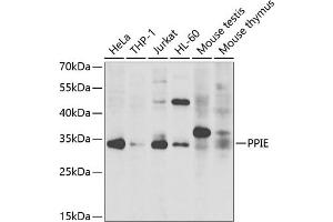 Western blot analysis of extracts of various cell lines, using PPIE antibody  at 1:1000 dilution. (PPIE antibody  (AA 1-301))