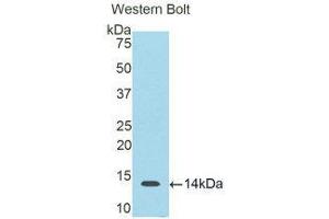 Western Blotting (WB) image for anti-S100 Calcium Binding Protein B (S100B) (AA 1-92) antibody (ABIN2116755) (S100B antibody  (AA 1-92))