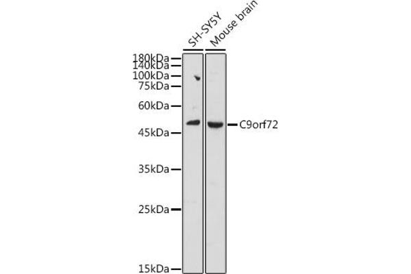C9ORF72 antibody  (AA 1-230)