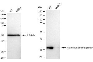 Western blotting analysis using Syndecan binding protein antibody (ABIN7800491).